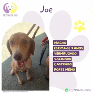 Cachorro raça SRD-ViraLata idade 3 anos nome Joe