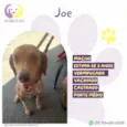 Joe