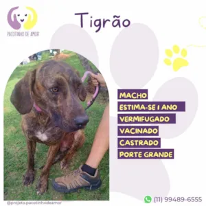 Cachorro raça SRD-ViraLata idade 1 ano nome Tigrão 