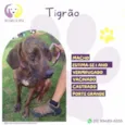 Tigrão