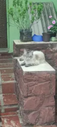 Adam