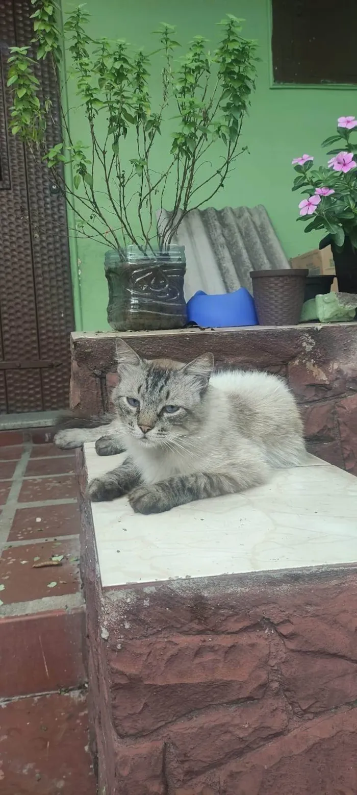 Gato ra a SRD-ViraLata idade 3 anos nome Adam