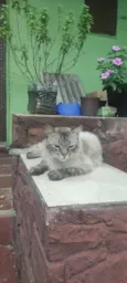 Adam