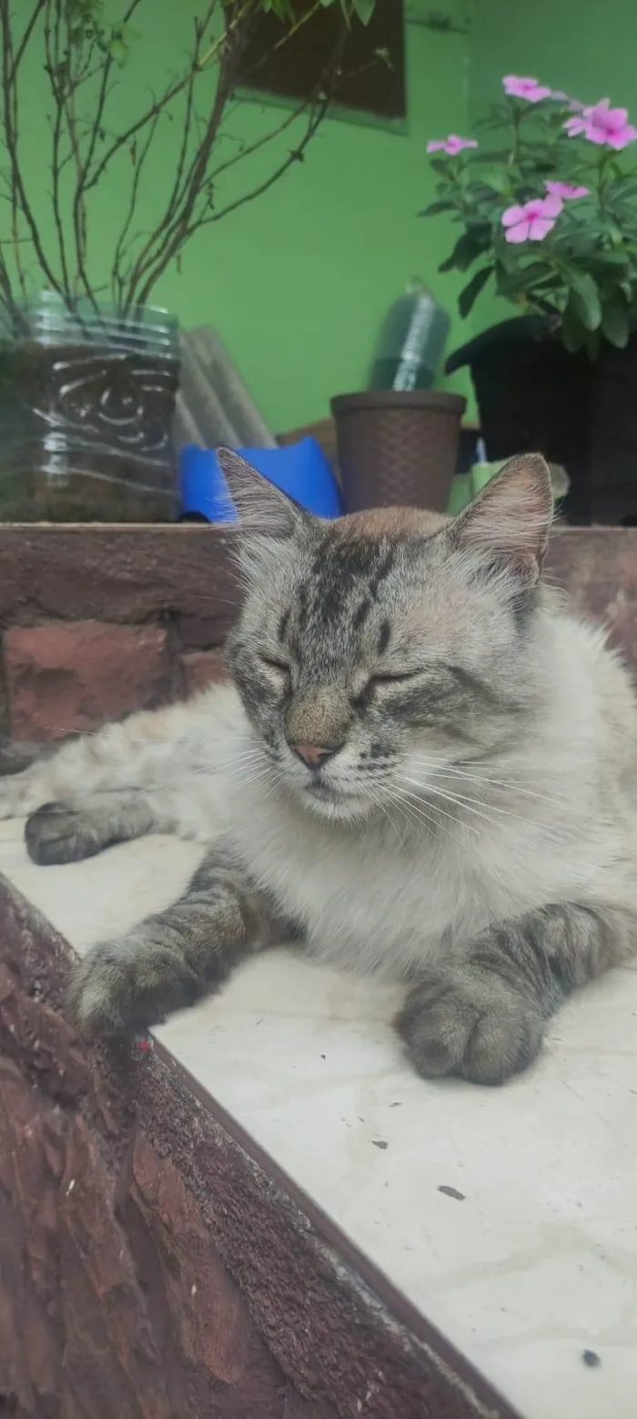Gato ra a SRD-ViraLata idade 3 anos nome Adam