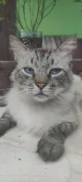 Adam