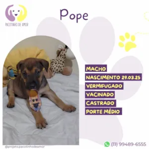 Cachorro raça SRD-ViraLata idade Abaixo de 2 meses nome Pope