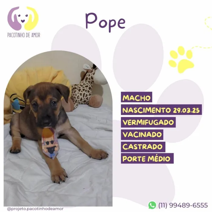 Cachorro ra a SRD-ViraLata idade Abaixo de 2 meses nome Pope