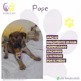 Pope
