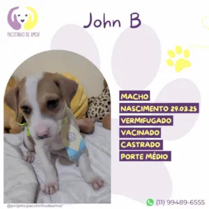 Cachorro raça SRD-ViraLata idade Abaixo de 2 meses nome Jhon B
