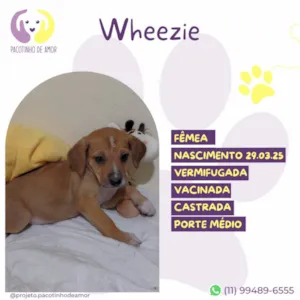 Cachorro raça SRD-ViraLata idade Abaixo de 2 meses nome Wheezie