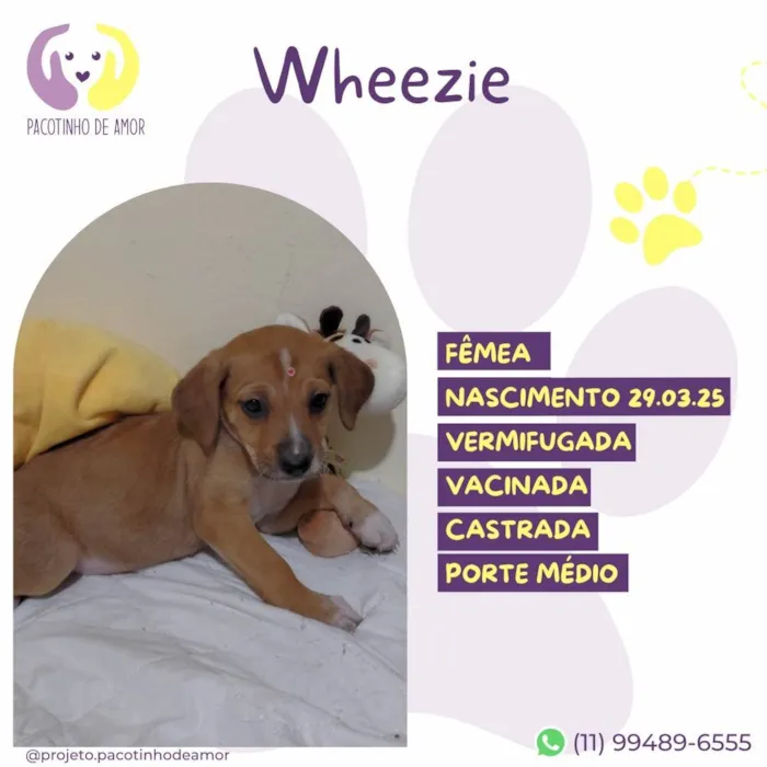 Cachorro ra a SRD-ViraLata idade Abaixo de 2 meses nome Wheezie