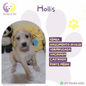 Cachorro raça SRD-ViraLata idade Abaixo de 2 meses nome Hollis