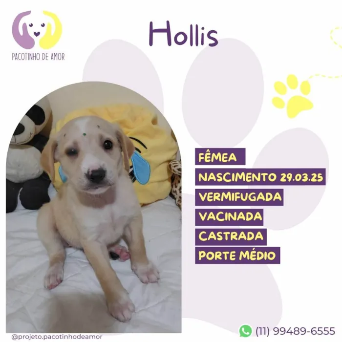 Cachorro ra a SRD-ViraLata idade Abaixo de 2 meses nome Hollis