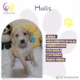 Hollis