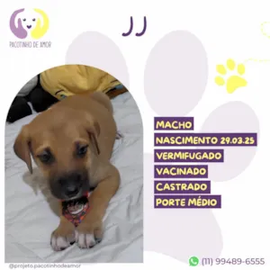 Cachorro raça SRD-ViraLata idade Abaixo de 2 meses nome J J