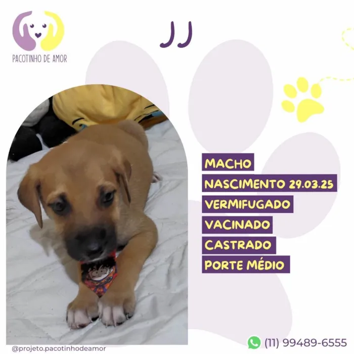 Cachorro ra a SRD-ViraLata idade Abaixo de 2 meses nome J J
