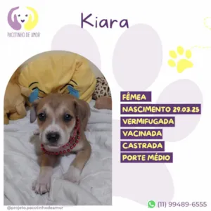 Cachorro raça SRD-ViraLata idade Abaixo de 2 meses nome Kiara