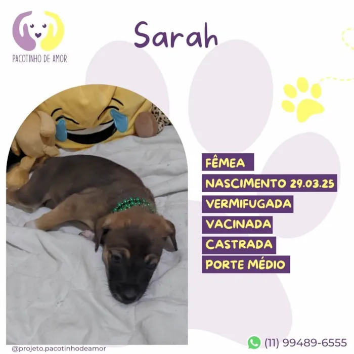 Cachorro ra a SRD-ViraLata idade Abaixo de 2 meses nome Sarah
