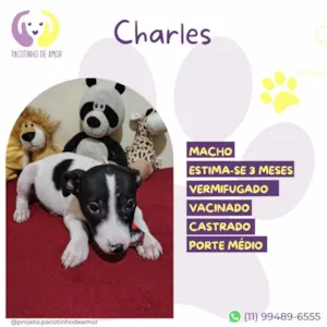 Cachorro raça SRD-ViraLata idade 2 a 6 meses nome Charles