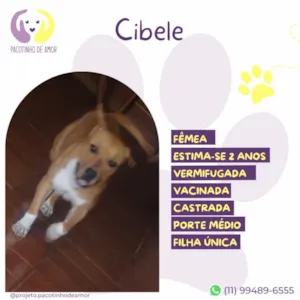 Cachorro raça SRD-ViraLata idade 2 anos nome Cibele 