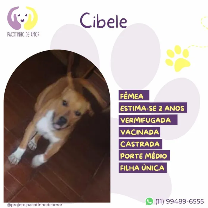 Cachorro ra a SRD-ViraLata idade 2 anos nome Cibele 