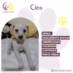 Cachorro raça SRD-ViraLata idade Abaixo de 2 meses nome Cleo