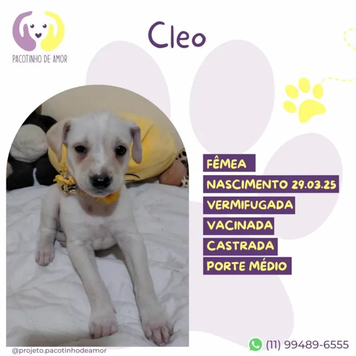 Cachorro ra a SRD-ViraLata idade Abaixo de 2 meses nome Cleo