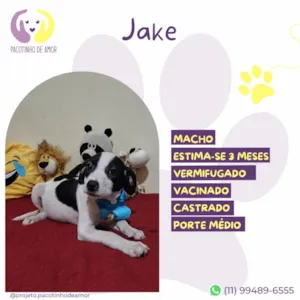 Cachorro raça SRD-ViraLata idade 2 a 6 meses nome Jake