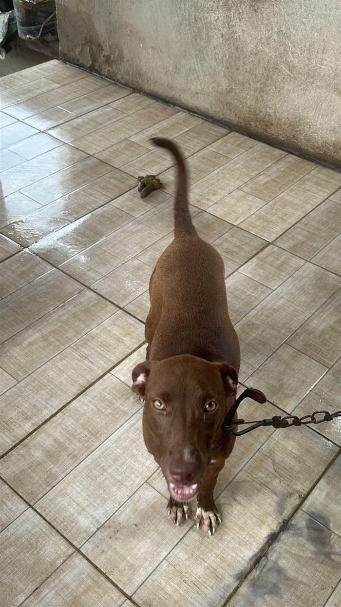 Cachorro ra a SRD-ViraLata idade 1 ano nome Mel