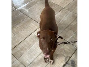 Cachorro raça SRD-ViraLata idade 1 ano nome Mel
