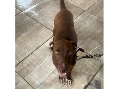 Cachorro raça SRD-ViraLata idade 1 ano nome Mel