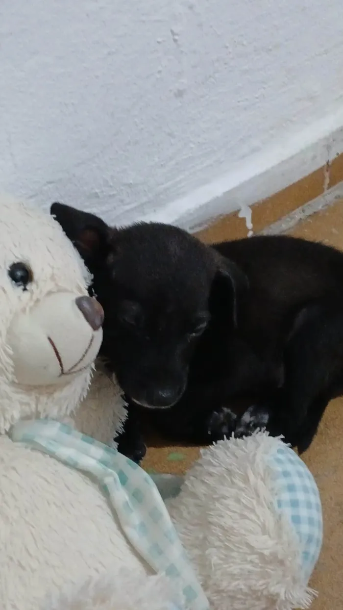 Cachorro ra a SRD-ViraLata idade 2 a 6 meses nome Pitoco