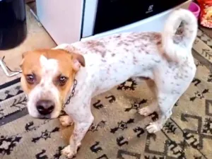 Cachorro raça SRD-ViraLata idade 7 a 11 meses nome Billy bb10meses 