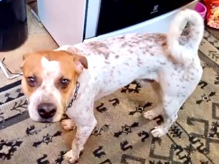 Cachorro ra a SRD-ViraLata idade 7 a 11 meses nome Billy bb10meses 