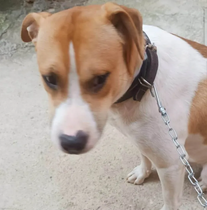 Cachorro ra a SRD-ViraLata idade 7 a 11 meses nome Simon bb10meses 