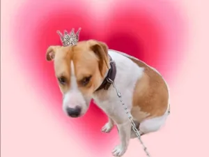 Cachorro raça SRD-ViraLata idade 7 a 11 meses nome Simon bb10meses 