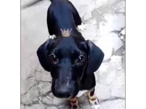 Cachorro raça SRD-ViraLata idade 2 a 6 meses nome Nutella 2meses lindo mix Basset