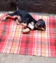 Amélie 2meses mix Daschund 