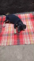 Amélie 2meses mix Daschund 