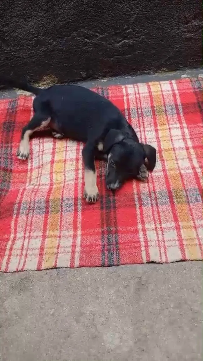 Cachorro ra a SRD-ViraLata idade 2 a 6 meses nome Amélie 2meses mix Daschund 
