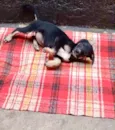 Amélie 2meses mix Daschund 