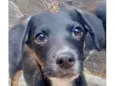 Amélie 2meses mix Daschund 
