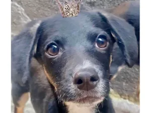 Cachorro raça SRD-ViraLata idade 2 a 6 meses nome Amélie 2meses mix Daschund 