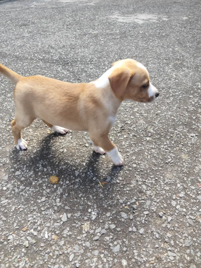Cachorro ra a SRD-ViraLata idade 2 a 6 meses nome Não tem nome 