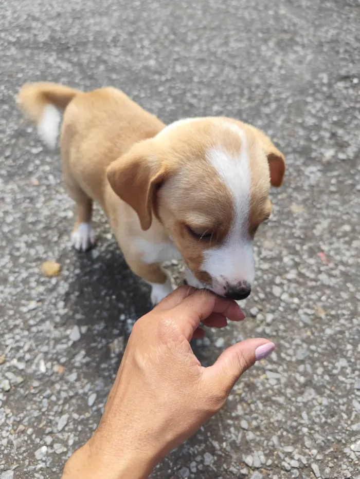 Cachorro ra a SRD-ViraLata idade 2 a 6 meses nome Não tem nome 