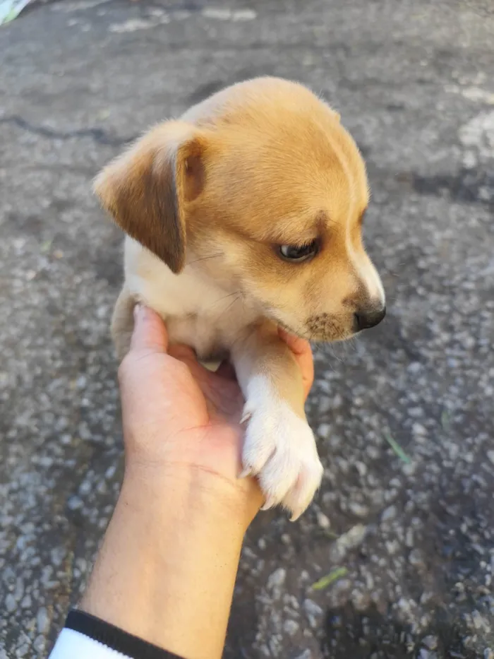 Cachorro ra a SRD-ViraLata idade 2 a 6 meses nome Não tem nome 