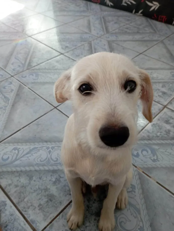 Cachorro ra a SRD-ViraLata idade 2 a 6 meses nome Bueno