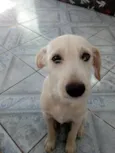 Bueno
