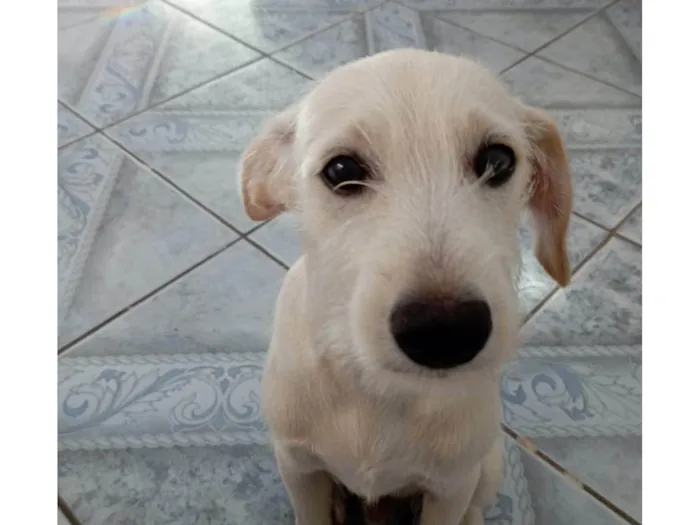 Cachorro ra a SRD-ViraLata idade 2 a 6 meses nome Bueno
