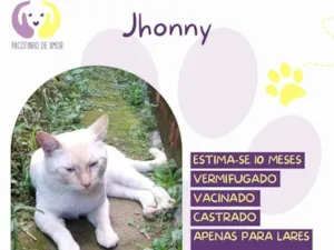 Gato raça SRD-ViraLata idade 7 a 11 meses nome Jhonny